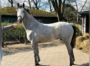 Hanovrien, Jument, 3 Ans, 167 cm, Gris