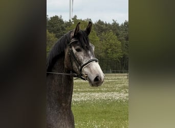 Hanovrien, Jument, 3 Ans, 167 cm, Gris noir