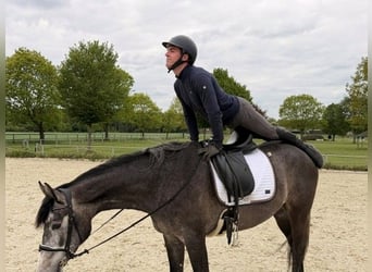 Hanovrien, Jument, 3 Ans, 167 cm, Gris noir