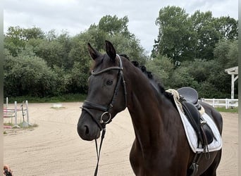 Hanovrien, Jument, 3 Ans, 167 cm, Noir