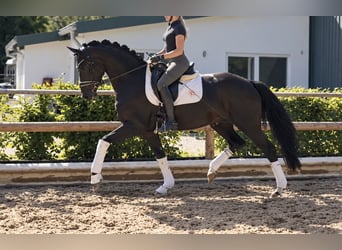 Hanovrien, Jument, 3 Ans, 167 cm, Noir