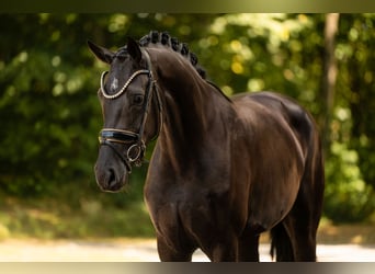 Hanovrien, Jument, 3 Ans, 167 cm, Noir
