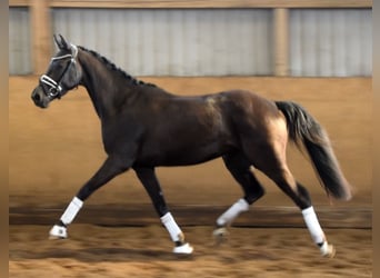 Hanovrien, Jument, 3 Ans, 167 cm, Noir