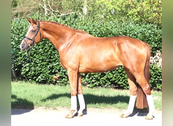 Hanovrien, Jument, 3 Ans, 168 cm, Alezan