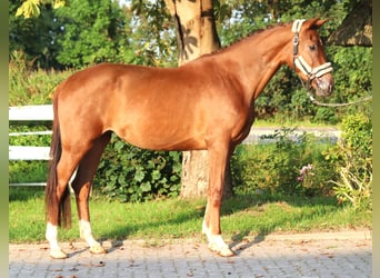 Hanovrien, Jument, 3 Ans, 168 cm, Alezan