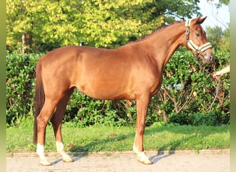 Hanovrien, Jument, 3 Ans, 168 cm, Alezan