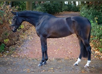 Hanovrien, Jument, 3 Ans, 168 cm, Bai brun