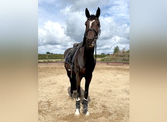 Hanovrien, Jument, 3 Ans, 168 cm, Bai brun