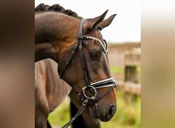 Hanovrien, Jument, 3 Ans, 168 cm, Bai brun foncé