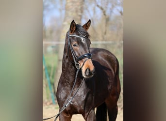 Hanovrien, Jument, 3 Ans, 168 cm, Bai