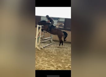 Hanovrien, Jument, 3 Ans, 168 cm, Bai