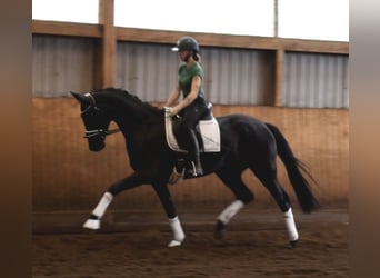 Hanovrien, Jument, 3 Ans, 168 cm, Noir