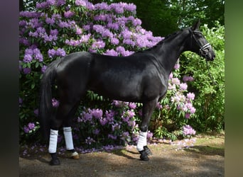 Hanovrien, Jument, 3 Ans, 168 cm, Noir