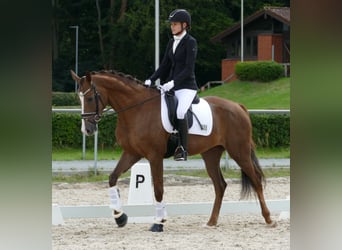 Hanovrien, Jument, 3 Ans, 169 cm, Alezan brûlé