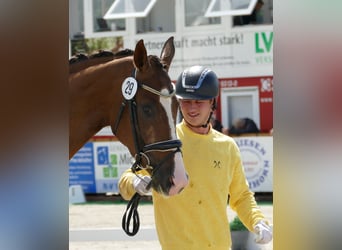 Hanovrien, Jument, 3 Ans, 169 cm, Alezan brûlé