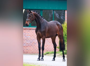 Hanovrien, Jument, 3 Ans, 169 cm, Bai brun