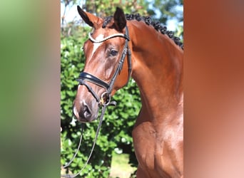 Hanovrien, Jument, 3 Ans, 169 cm, Bai