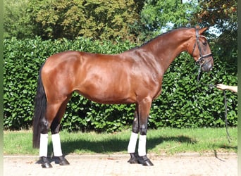 Hanovrien, Jument, 3 Ans, 169 cm, Bai