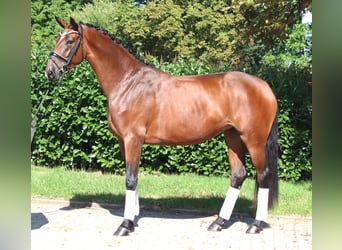 Hanovrien, Jument, 3 Ans, 169 cm, Bai