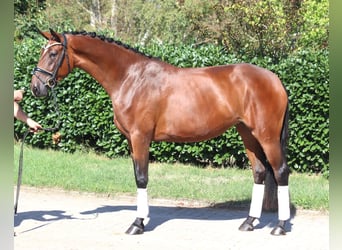 Hanovrien, Jument, 3 Ans, 169 cm, Bai