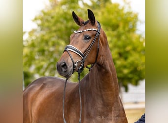 Hanovrien, Jument, 3 Ans, 169 cm, Bai