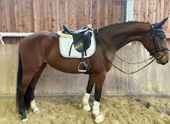 Hanovrien, Jument, 3 Ans, 169 cm