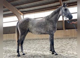 Hanovrien, Jument, 3 Ans, 169 cm, Rouan bleu