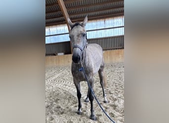 Hanovrien, Jument, 3 Ans, 169 cm, Rouan bleu