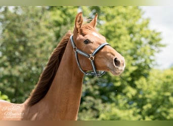 Hanovrien, Jument, 3 Ans, 170 cm, Alezan brûlé
