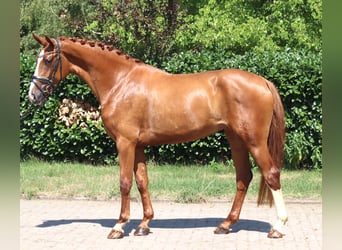 Hanovrien, Jument, 3 Ans, 170 cm, Alezan