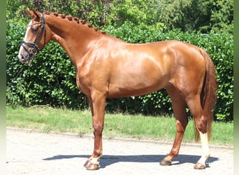 Hanovrien, Jument, 3 Ans, 170 cm, Alezan
