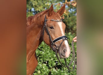 Hanovrien, Jument, 3 Ans, 170 cm, Alezan