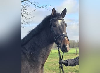 Hanovrien, Jument, 3 Ans, 170 cm, Bai brun