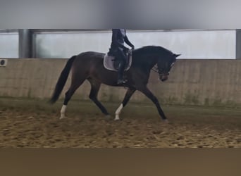Hanovrien, Jument, 3 Ans, 170 cm, Bai brun