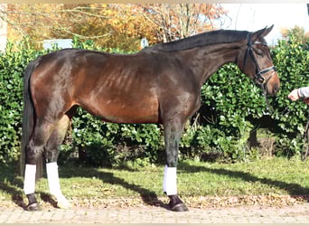 Hanovrien, Jument, 3 Ans, 170 cm, Bai brun foncé