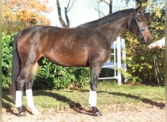 Hanovrien, Jument, 3 Ans, 170 cm, Bai brun foncé
