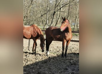 Hanovrien, Jument, 3 Ans, 170 cm, Bai