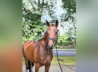 Hanovrien, Jument, 3 Ans, 170 cm, Bai