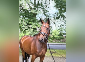 Hanovrien, Jument, 3 Ans, 170 cm, Bai