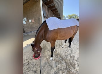 Hanovrien, Jument, 3 Ans, 170 cm, Bai