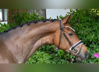Hanovrien, Jument, 3 Ans, 170 cm, Bai