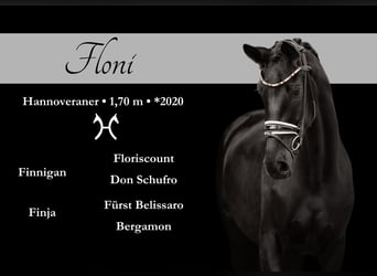 Hanovrien, Jument, 3 Ans, 170 cm, Noir