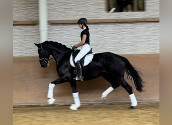 Hanovrien, Jument, 3 Ans, 170 cm, Noir