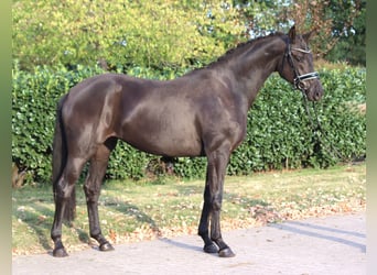 Hanovrien, Jument, 3 Ans, 170 cm, Noir