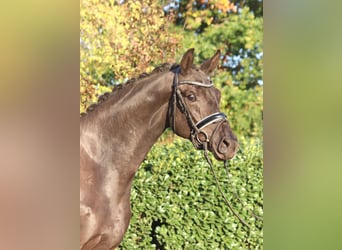 Hanovrien, Jument, 3 Ans, 170 cm, Noir