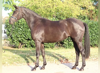 Hanovrien, Jument, 3 Ans, 170 cm, Noir