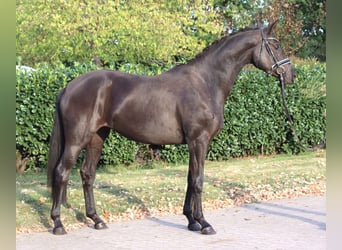 Hanovrien, Jument, 3 Ans, 170 cm, Noir