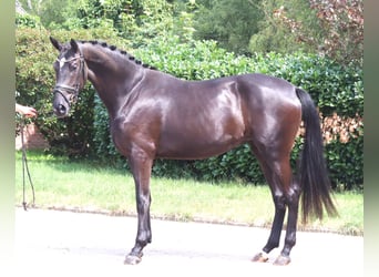 Hanovrien, Jument, 3 Ans, 170 cm, Noir