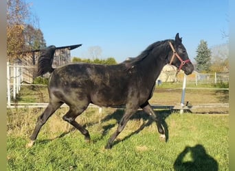 Hanovrien, Jument, 3 Ans, 170 cm, Noir