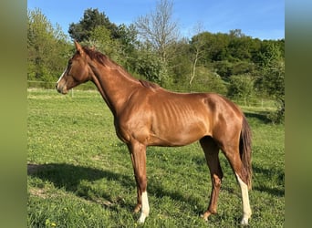 Hanovrien, Jument, 3 Ans, 172 cm, Alezan